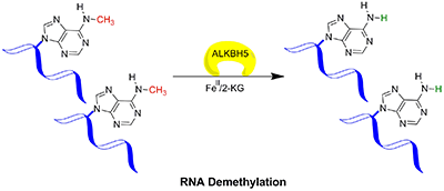 ALKBH5 mediated demethylation of 6-methyladenine (6meA) in messenger RNA (mRNA)