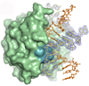 Endonuclease V complex