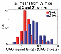 CAG repeat length distribution