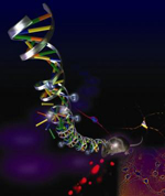 Artistic rendering of a broken DNA helix emanating from a mouse nerve cell. Researchers recently uncovered evidence that faulty DNA repair may be to blame for the onset of Huntington's disease symptoms. (Credit: Cynthia McMurray)