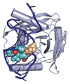 Wedging out DNA damage